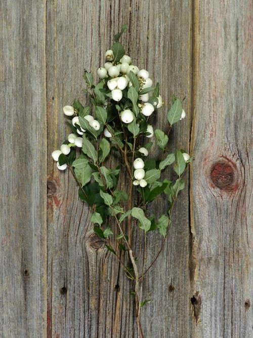 SNOWBERRY WHITE BERRIES